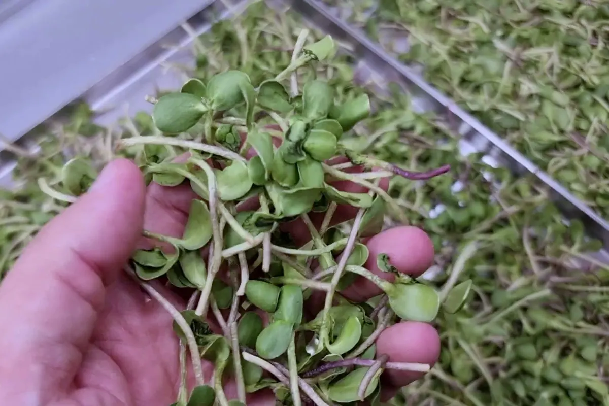 A hand lifting a handful of freeze-dried microgreens out of a tray