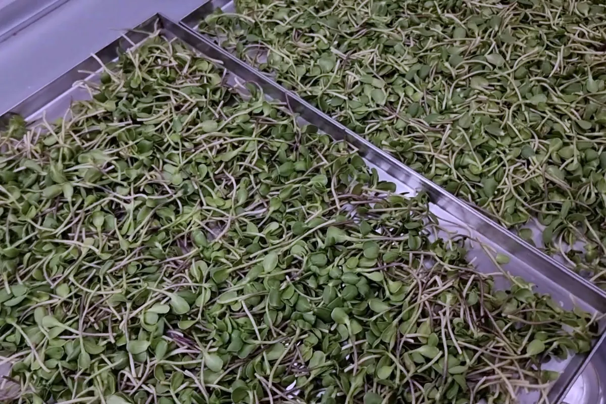 A stainless tray filled with freeze-dried microgreens